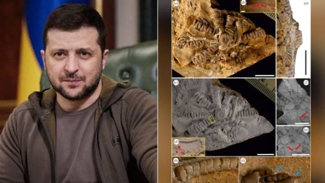 150 ദശലക്ഷം വർഷം പഴക്കമുള്ള ഫോസിൽ കണ്ടെത്തി, പേര് ഉക്രൈൻ പ്രസിഡണ്ട് സെലെൻസ്കിയുടേത് 150 ദശലക്ഷം വർഷം പഴക്കമുള്ള ഫോസിൽ കണ്ടെത്തി, പേര് ഉക്രൈൻ പ്രസിഡണ്ട് സെലെൻസ്കിയുടേത്