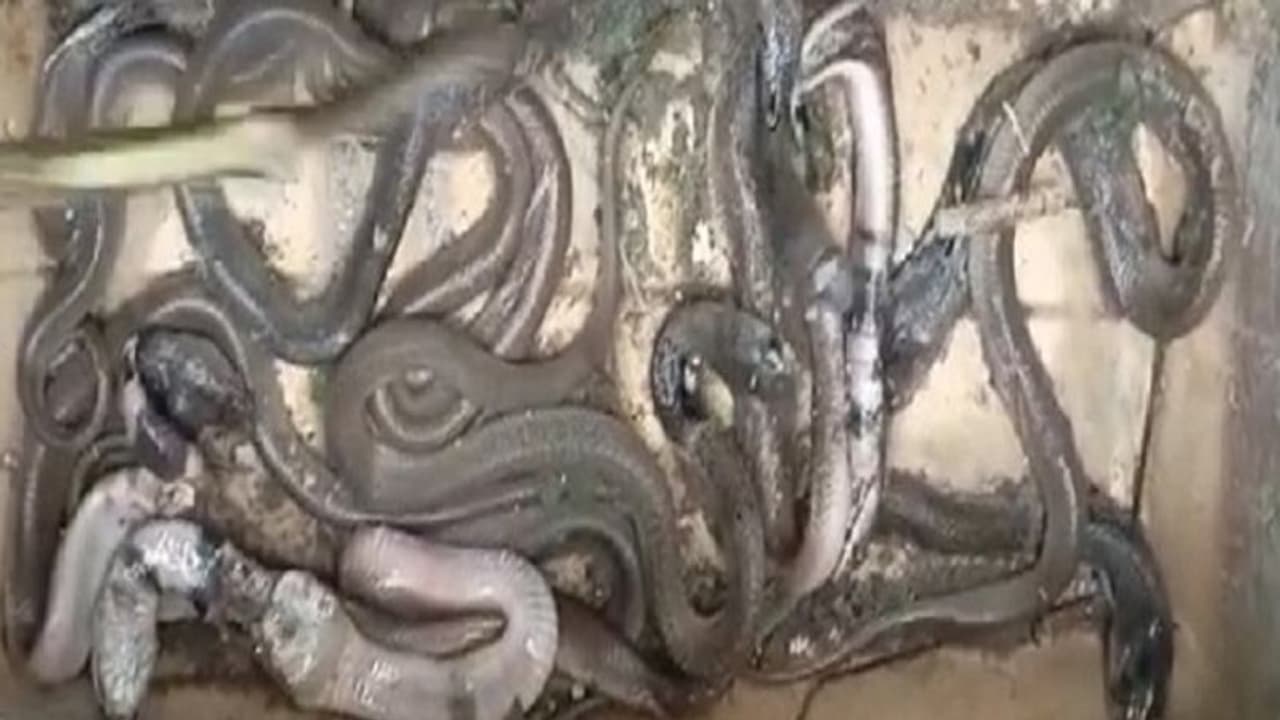 बिहार में 5 साल की बेटी की मौत के बाद डरावना मंजर, जिस कोने में हाथ डाला वहां निकले सांप...पूरे 40 नाग बिहार में 5 साल की बेटी की मौत के बाद डरावना मंजर, जिस कोने में हाथ डाला वहां निकले सांप...पूरे 40 नाग