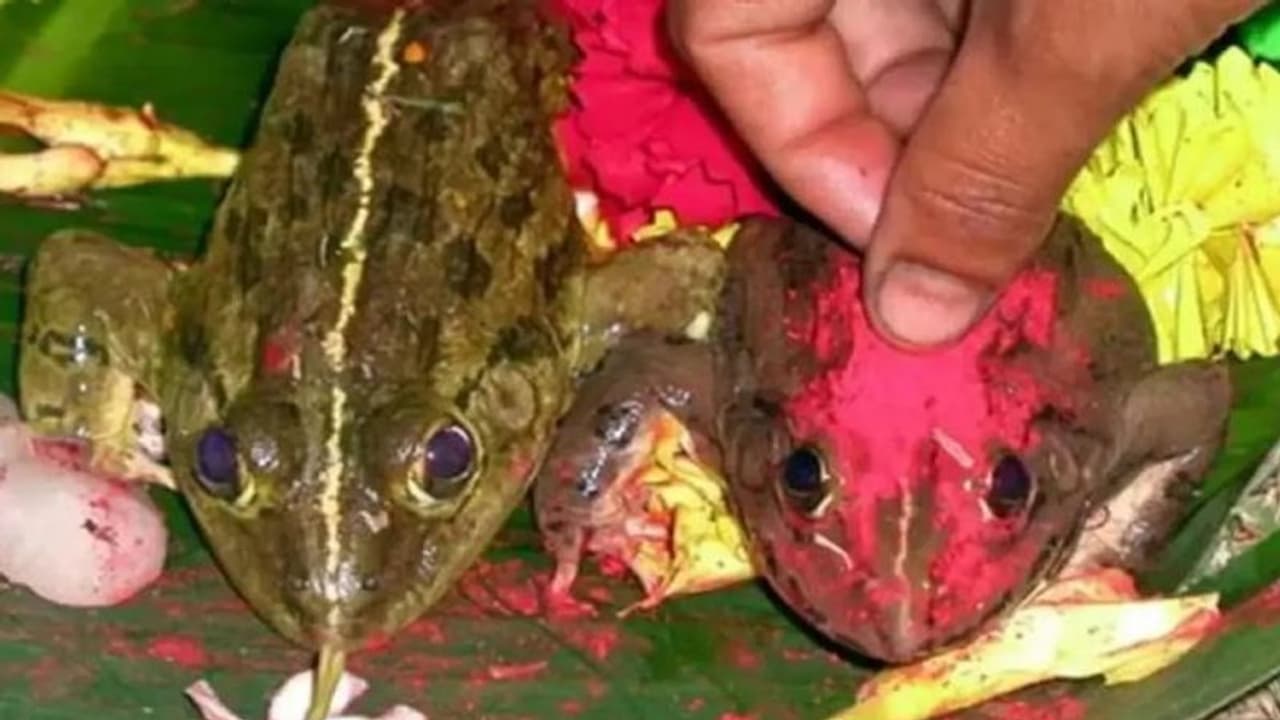 अच्छी बारिश के लिए बिहार की अनोखी परंपराः लोगों ने मिलकर धूमधाम से कराई मेंढक मेढकी की शादी अच्छी बारिश के लिए बिहार की अनोखी परंपराः लोगों ने मिलकर धूमधाम से कराई मेंढक मेढकी की शादी