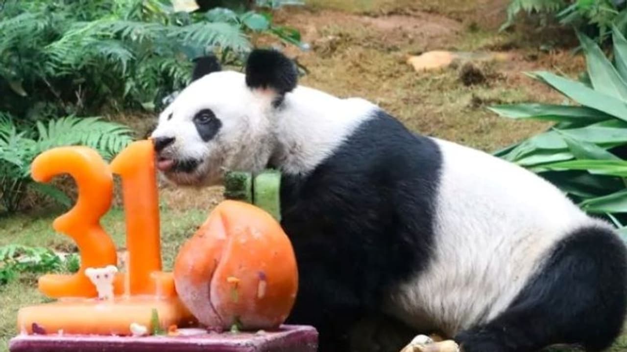 सबसे उम्रदराज पांडा की मौत, जानिए कितने साल जिया और क्याें दी गई उसे इच्छा मृत्यु सबसे उम्रदराज पांडा की मौत, जानिए कितने साल जिया और क्याें दी गई उसे इच्छा मृत्यु