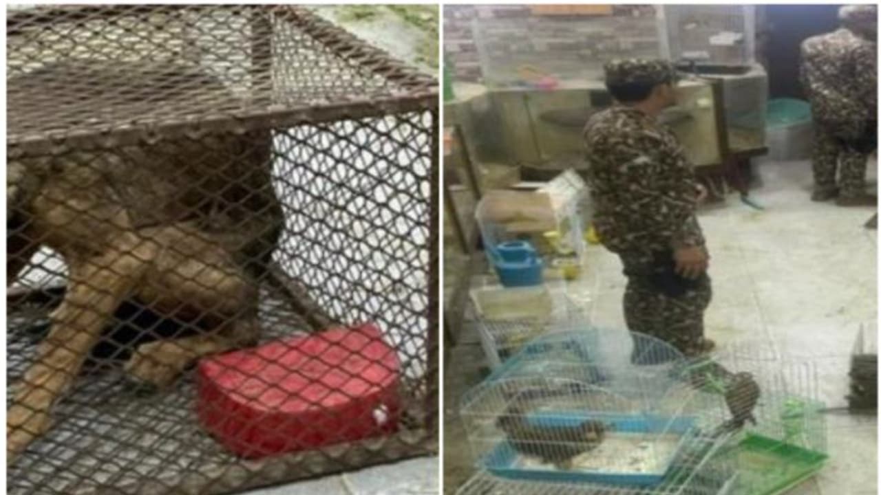 സൗദി അറേബ്യയില് വന്യമൃഗങ്ങളെ വില്പന നടത്താന് ശ്രമിച്ച യുവാവ് പിടിയില് സൗദി അറേബ്യയില് വന്യമൃഗങ്ങളെ വില്പന നടത്താന് ശ്രമിച്ച യുവാവ് പിടിയില്