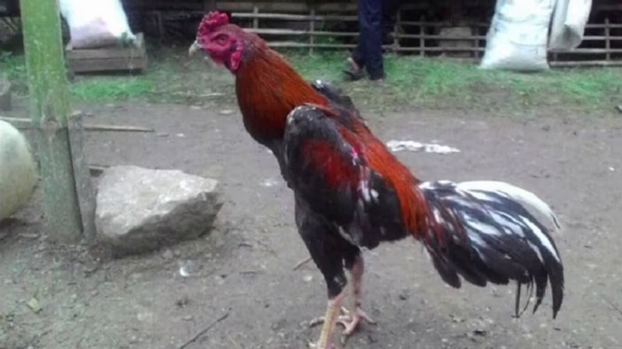 प्रतापगढ़: वफादार मुर्गे ने लड़कर गंवाई जान, मालिक ने खेत में दफनाया और तेरहवीं में 500 लोगों को कराया भोजन