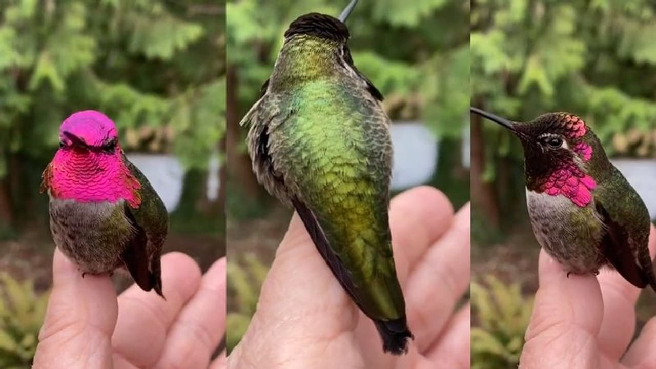 ಕ್ಷಣಕ್ಕೊಂದು ಬಣ್ಣ ಬದಲಿಸುವ ಹೆಮ್ಮಿಂಗ್ ಬರ್ಡ್‌: ವೈರಲ್ ವಿಡಿಯೋ