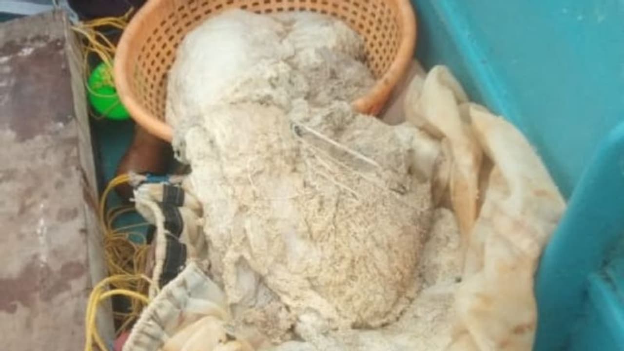 ഇതാണ് സത്യസന്ധത; ലഭിച്ചത് 28 കോടിയുടെ തിമിം​ഗല ഛർദിൽ, പൊലീസിലേൽപ്പിച്ച് മത്സ്യത്തൊഴിലാളികൾ 