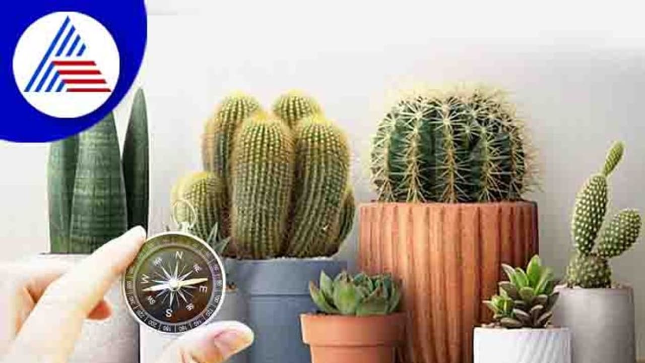 மறந்தும் வீட்டில் இந்த செடிகளை வைக்காதீர்கள்.. மீறினால் வாழ்க்கை நரகமாகும்.. தரித்திரம் தாண்டவம் ஆடும்! 