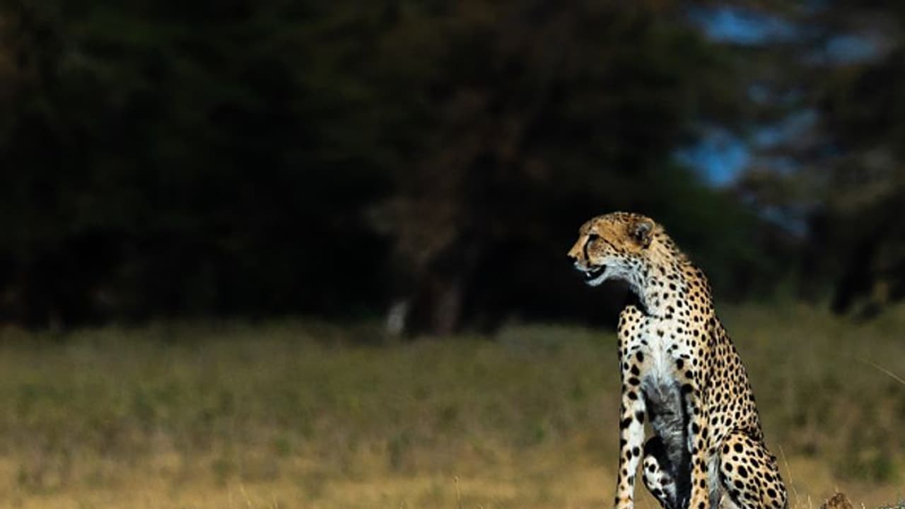 Why South African and Namibian cheetahs coming to India is risky