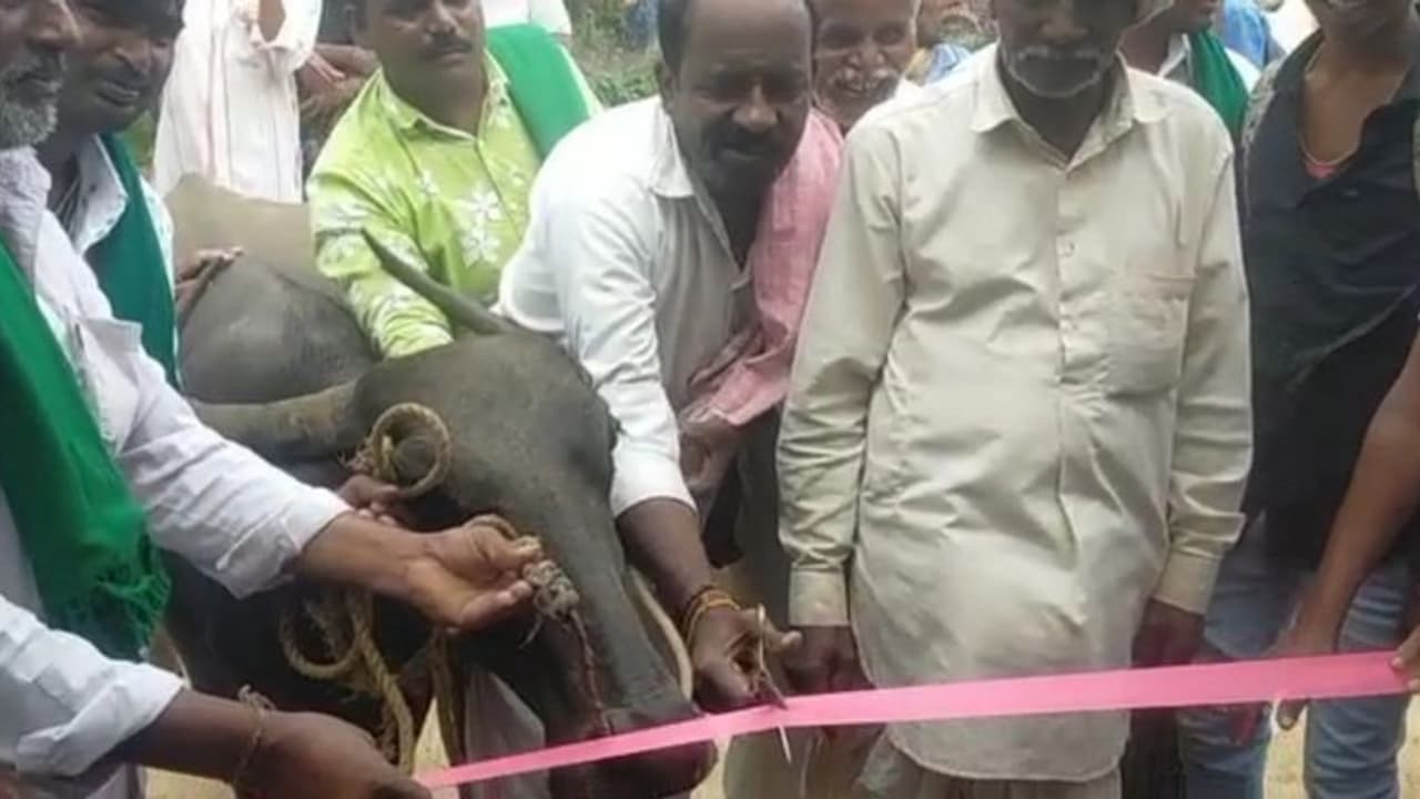 బస్టాప్ కట్టారు..బర్రెతో రిబ్బన్ కట్ చేయించారు.. కర్ణాటకలో విచిత్ర నిరసన.. ఎందుకంటే ? బస్టాప్ కట్టారు..బర్రెతో రిబ్బన్ కట్ చేయించారు.. కర్ణాటకలో విచిత్ర నిరసన.. ఎందుకంటే ?