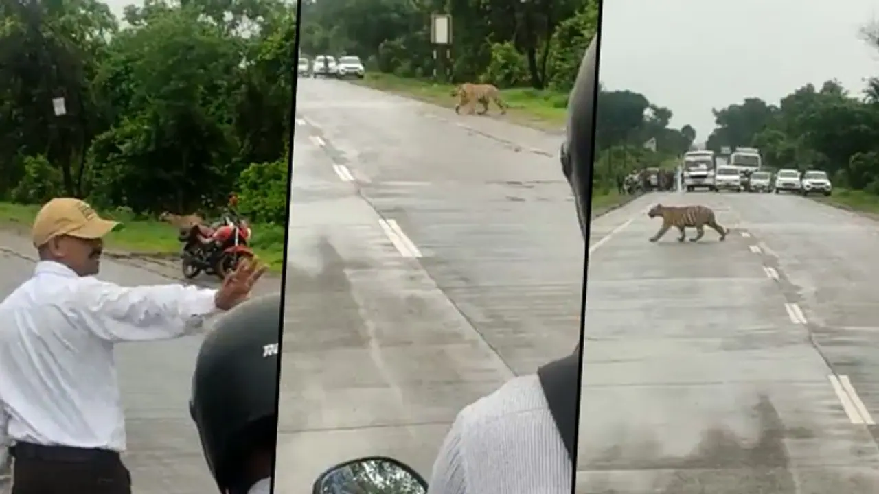 Traffic police stop vehicles to allow the tiger to cross the road: watch the video