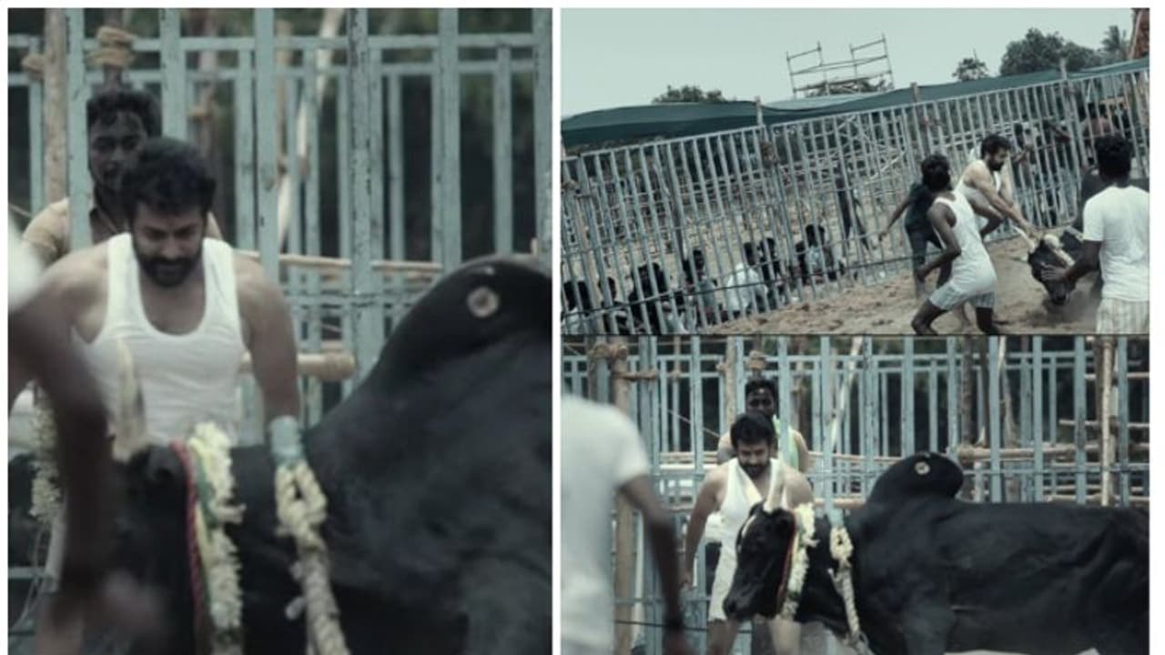 முட்ட பாயும் காளை.. எகிறி ஓடும் சூர்யா.. ஏறுதழுவ பயிற்சி பெற்ற வீடியோவை வெளியிட்ட 'வாடிவாசல்' படக்குழு! முட்ட பாயும் காளை.. எகிறி ஓடும் சூர்யா.. ஏறுதழுவ பயிற்சி பெற்ற வீடியோவை வெளியிட்ட 'வாடிவாசல்' படக்குழு!