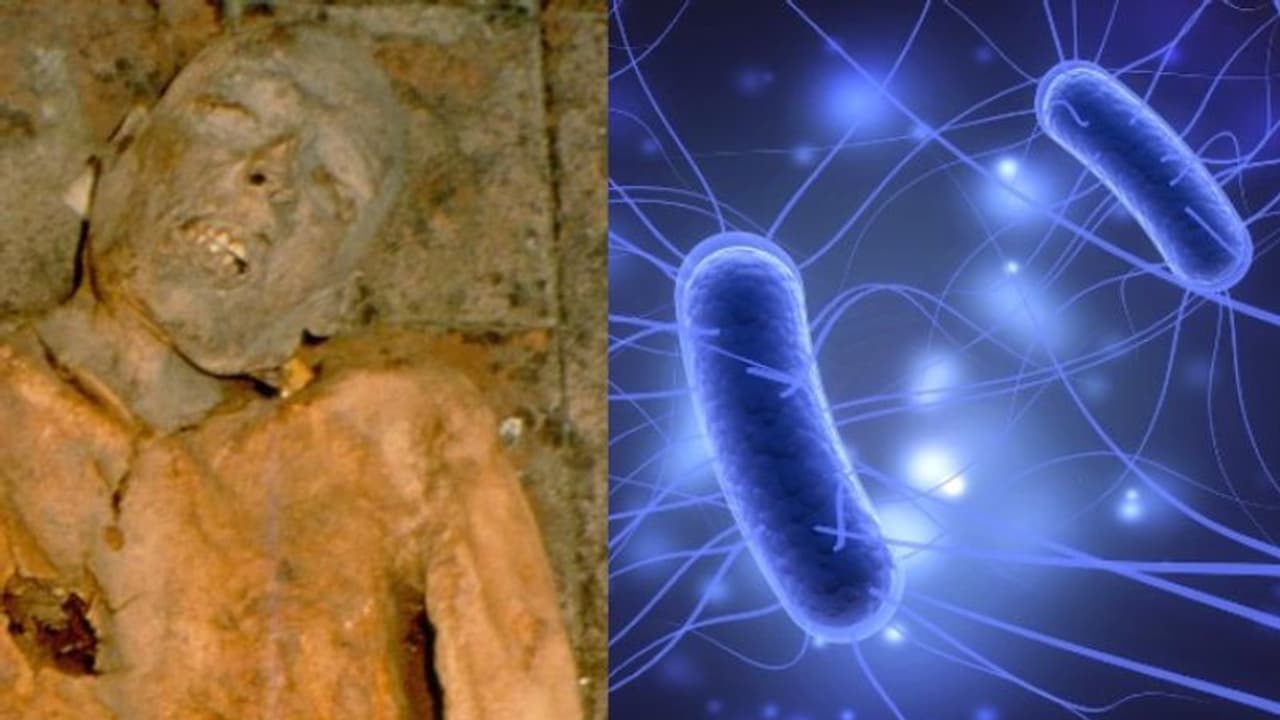 ഇ.കോളി ബാക്ടീരിയയുടെ രഹസ്യം തേടി ഗവേഷകര് ; 600 വര്ഷം പഴക്കമുള്ള മമ്മിയെ പഠന വിധേയമാക്കി ഇ.കോളി ബാക്ടീരിയയുടെ രഹസ്യം തേടി ഗവേഷകര് ; 600 വര്ഷം പഴക്കമുള്ള മമ്മിയെ പഠന വിധേയമാക്കി