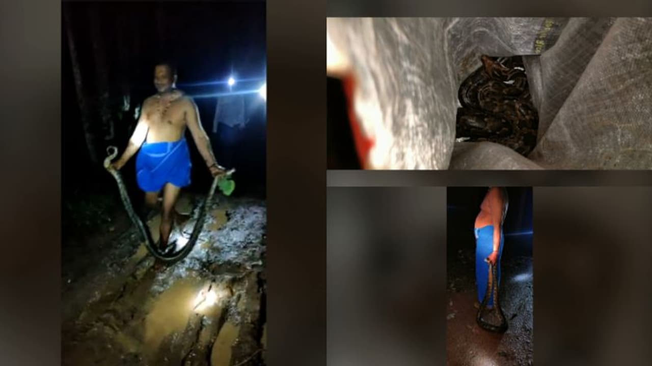 നീളം 12 അടി, തൂക്കം 15 കിലോ; ഭീമൻ പെരുമ്പാമ്പിനെ തിരുവനന്തപുരത്ത് പിടികൂടി