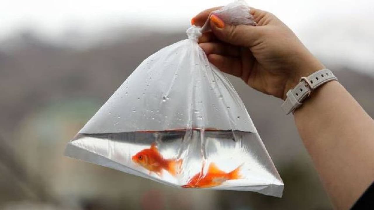 ഗോൾഡ് ഫിഷിനെ അങ്ങനെ കവറിലാക്കി സമ്മാനം നൽകണ്ട, ജീവനുള്ളവയെ സമ്മാനം നൽകുന്നത് നിരോധിച്ച് ഒരു കൗൺസിൽ ഗോൾഡ് ഫിഷിനെ അങ്ങനെ കവറിലാക്കി സമ്മാനം നൽകണ്ട, ജീവനുള്ളവയെ സമ്മാനം നൽകുന്നത് നിരോധിച്ച് ഒരു കൗൺസിൽ