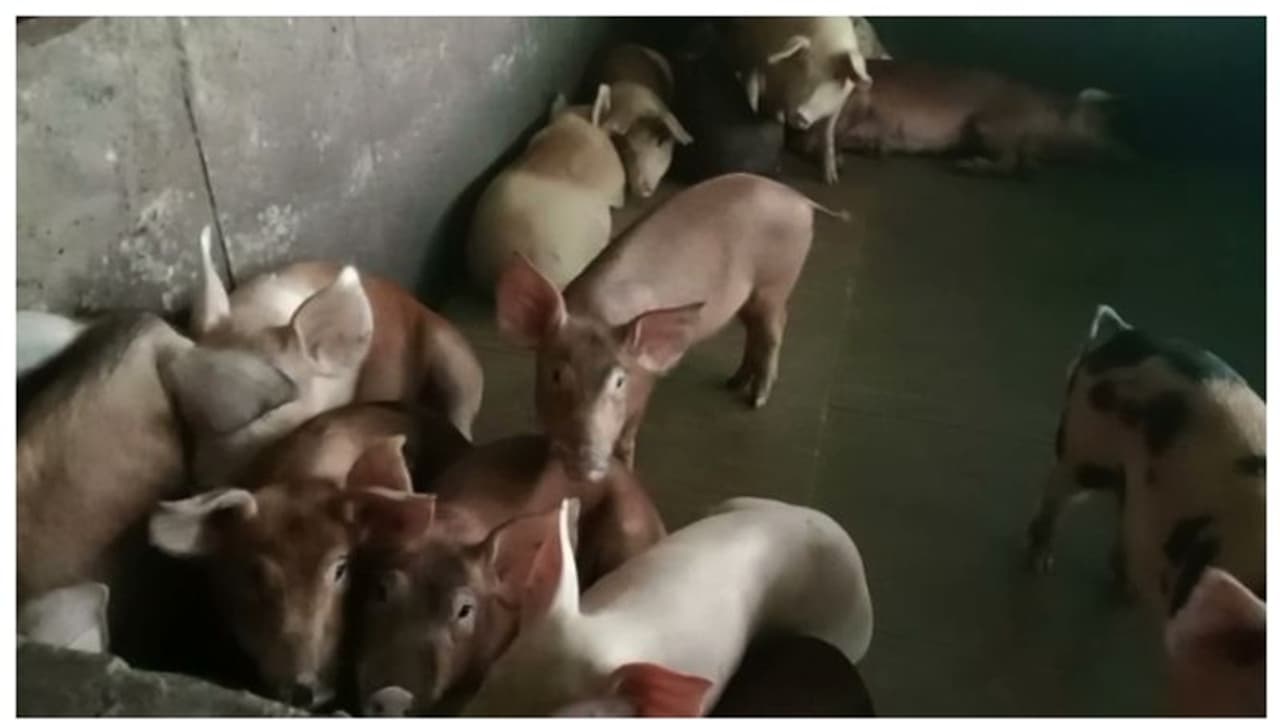  ആഫ്രിക്കൻ പന്നിപ്പനി: തവിഞ്ഞാൽ ഫാമിലെ പന്നികളെ കൊന്നൊടുക്കാനുള്ള നടപടികൾ തുടങ്ങി