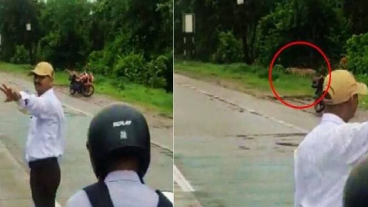 കടുവയെ റോഡ് മുറിച്ച് കടക്കാൻ സഹായിച്ച് ട്രാഫിക് പൊലീസുകാരൻ, വൈറലായി വീഡിയോ കടുവയെ റോഡ് മുറിച്ച് കടക്കാൻ സഹായിച്ച് ട്രാഫിക് പൊലീസുകാരൻ, വൈറലായി വീഡിയോ