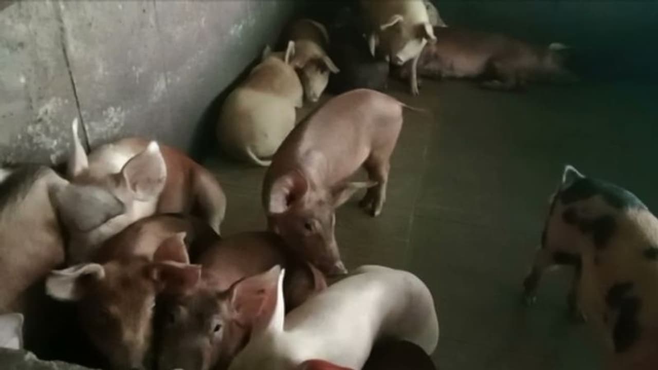 ആഫ്രിക്കൻ പന്നിപ്പനി: വയനാട്ടിലെ ഫാമിലെ 360 പന്നികളെ കൊല്ലാൻ നടപടി തുടങ്ങി ആഫ്രിക്കൻ പന്നിപ്പനി: വയനാട്ടിലെ ഫാമിലെ 360 പന്നികളെ കൊല്ലാൻ നടപടി തുടങ്ങി