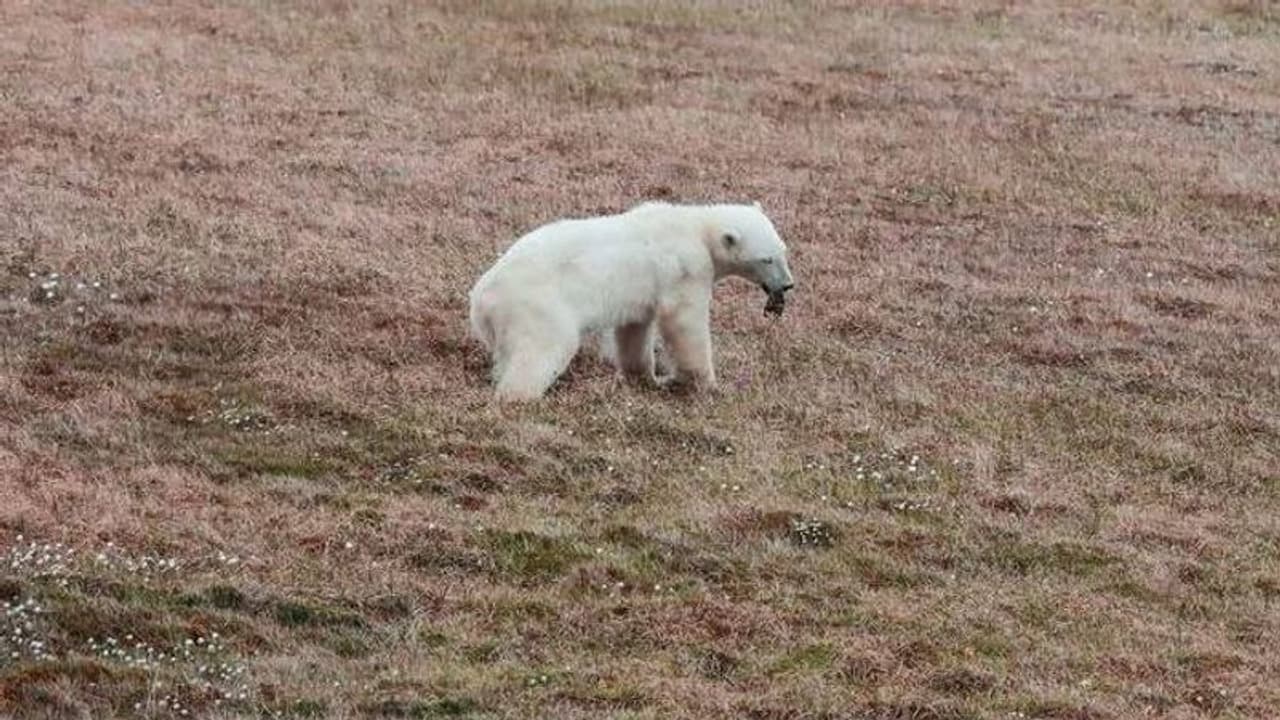 വായിൽ ടിൻ കുടുങ്ങി, പട്ടിണി കിടന്ന് മരിക്കാറായ ധ്രുവക്കരടിക്ക് ആശ്വാസവുമായി പ്രത്യേകസംഘം വായിൽ ടിൻ കുടുങ്ങി, പട്ടിണി കിടന്ന് മരിക്കാറായ ധ്രുവക്കരടിക്ക് ആശ്വാസവുമായി പ്രത്യേകസംഘം