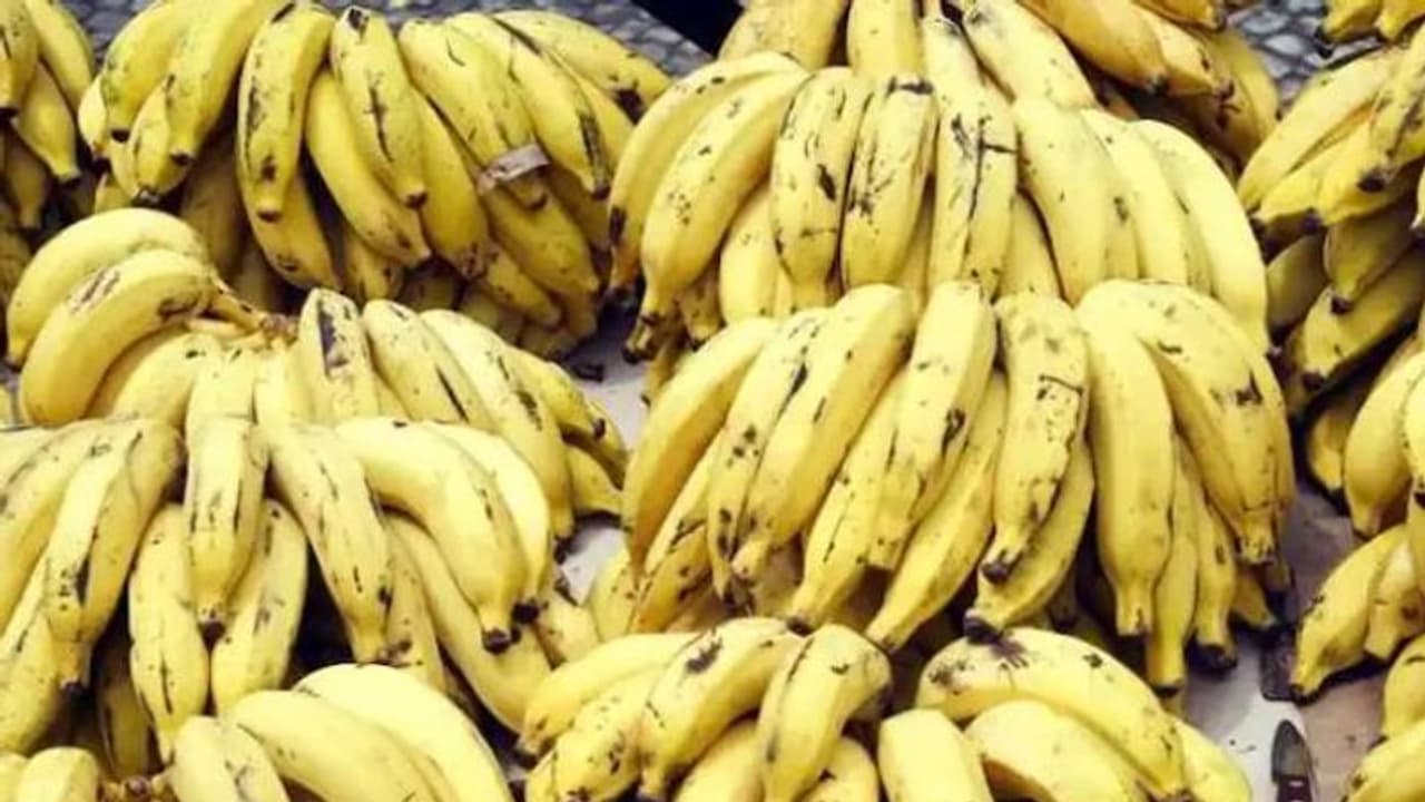 വാഴക്കുലയ്ക്ക് ലേലം ഉറപ്പിച്ചത് ഒരു ലക്ഷത്തിന്, നഗരസഭയുടെ നല്ല മാതൃക വാഴക്കുലയ്ക്ക് ലേലം ഉറപ്പിച്ചത് ഒരു ലക്ഷത്തിന്, നഗരസഭയുടെ നല്ല മാതൃക