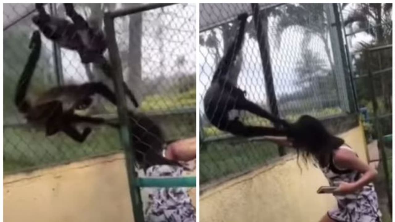 Viral Video : 'പിടിച്ചാല്‍ പിടിവിടില്ല'; യുവതിയുടെ മുടിയിൽ കയറിപിടിച്ച് കുരങ്ങൻമാർ; വീഡിയോ