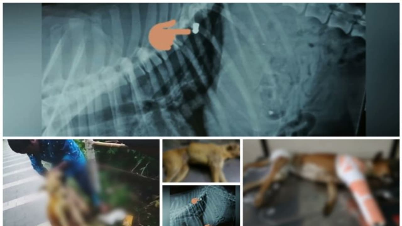 ക്രൂരതക്കൊടുവിൽ ഒരു നായ ചത്തു, പെല്ലറ്റ് ശരീരത്തിൽ കണ്ടെത്തിയ മറ്റൊരു നായ ചികിൽസയിൽ, പൊലീസ് അന്വേഷണം തുടരുന്നു ക്രൂരതക്കൊടുവിൽ ഒരു നായ ചത്തു, പെല്ലറ്റ് ശരീരത്തിൽ കണ്ടെത്തിയ മറ്റൊരു നായ ചികിൽസയിൽ, പൊലീസ് അന്വേഷണം തുടരുന്നു