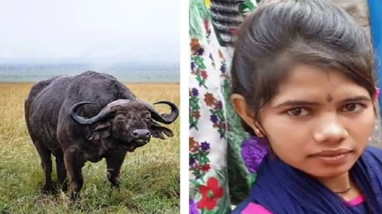 जालौन में 3 भैंसों के गायब होने पर लड़की ने लगाया फांसी क्योंकि इनसे बेइंतहा प्यार करती थी वो जालौन में 3 भैंसों के गायब होने पर लड़की ने लगाया फांसी क्योंकि इनसे बेइंतहा प्यार करती थी वो