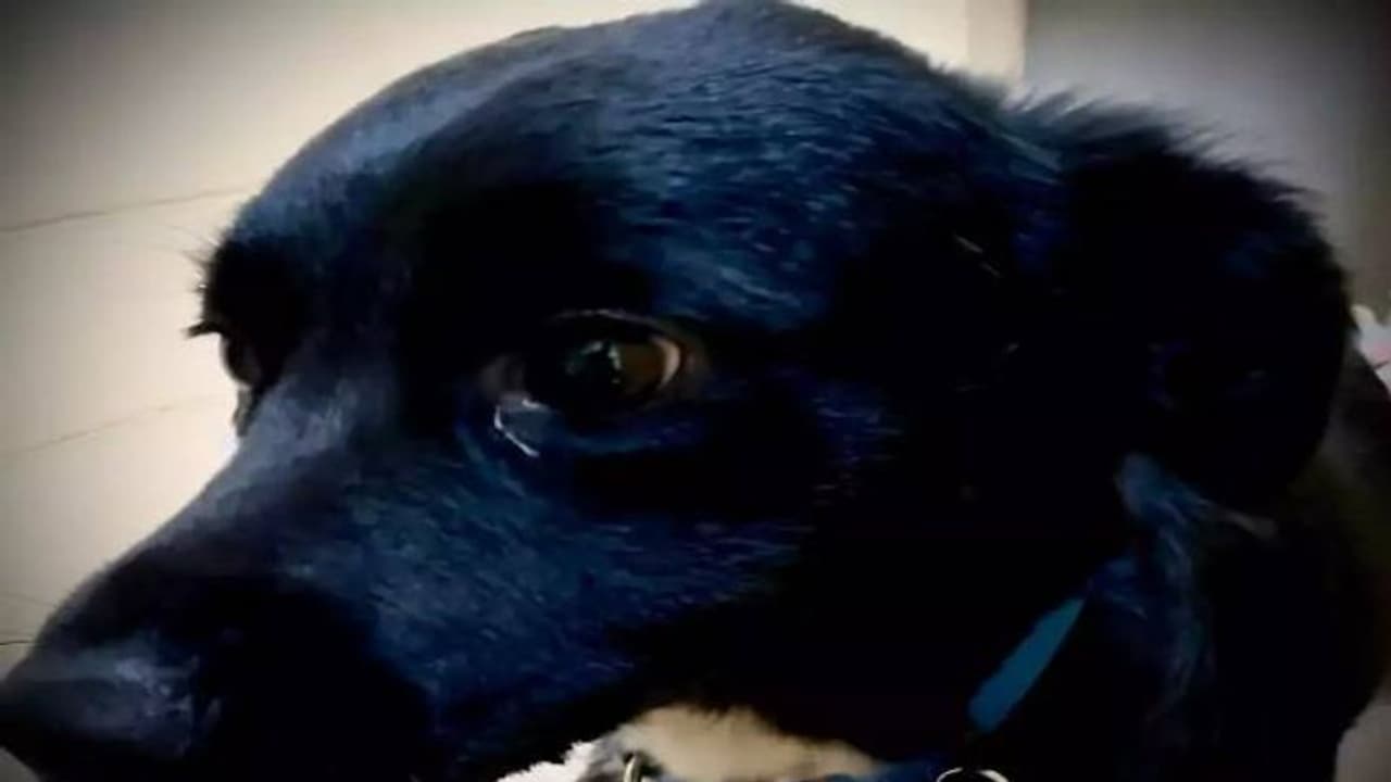 70 അടി താഴ്ചയിലേക്ക് വീണ് ഉടമ, രക്ഷാപ്രവർത്തകരെ സ്ഥലത്തെത്തിച്ച് നായ 70 അടി താഴ്ചയിലേക്ക് വീണ് ഉടമ, രക്ഷാപ്രവർത്തകരെ സ്ഥലത്തെത്തിച്ച് നായ