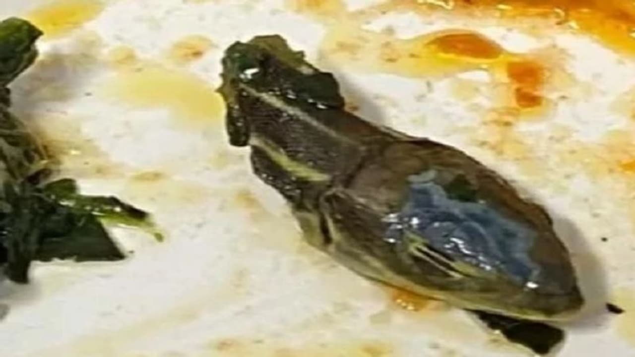 उड़ते विमान में केबिन क्रू ने खोला खाने का पैकेट, सांप का सिर देख निकल गई चीख उड़ते विमान में केबिन क्रू ने खोला खाने का पैकेट, सांप का सिर देख निकल गई चीख