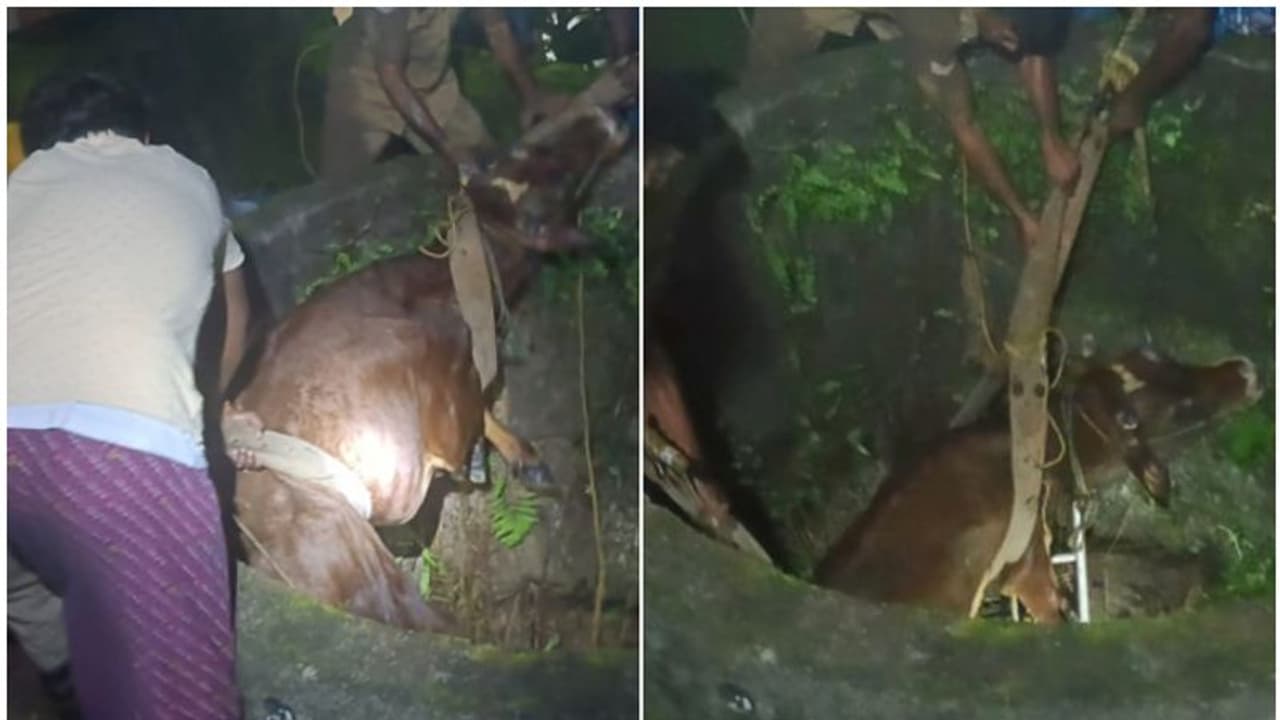കെട്ടിയിട്ട കയർ അഴിഞ്ഞ് ഓടുന്നതിനിടെ പശു കിണറ്റിൽ വീണു; നീണ്ട പരിശ്രമത്തിനൊടുവിൽ രക്ഷപ്പെടുത്തി കെട്ടിയിട്ട കയർ അഴിഞ്ഞ് ഓടുന്നതിനിടെ പശു കിണറ്റിൽ വീണു; നീണ്ട പരിശ്രമത്തിനൊടുവിൽ രക്ഷപ്പെടുത്തി