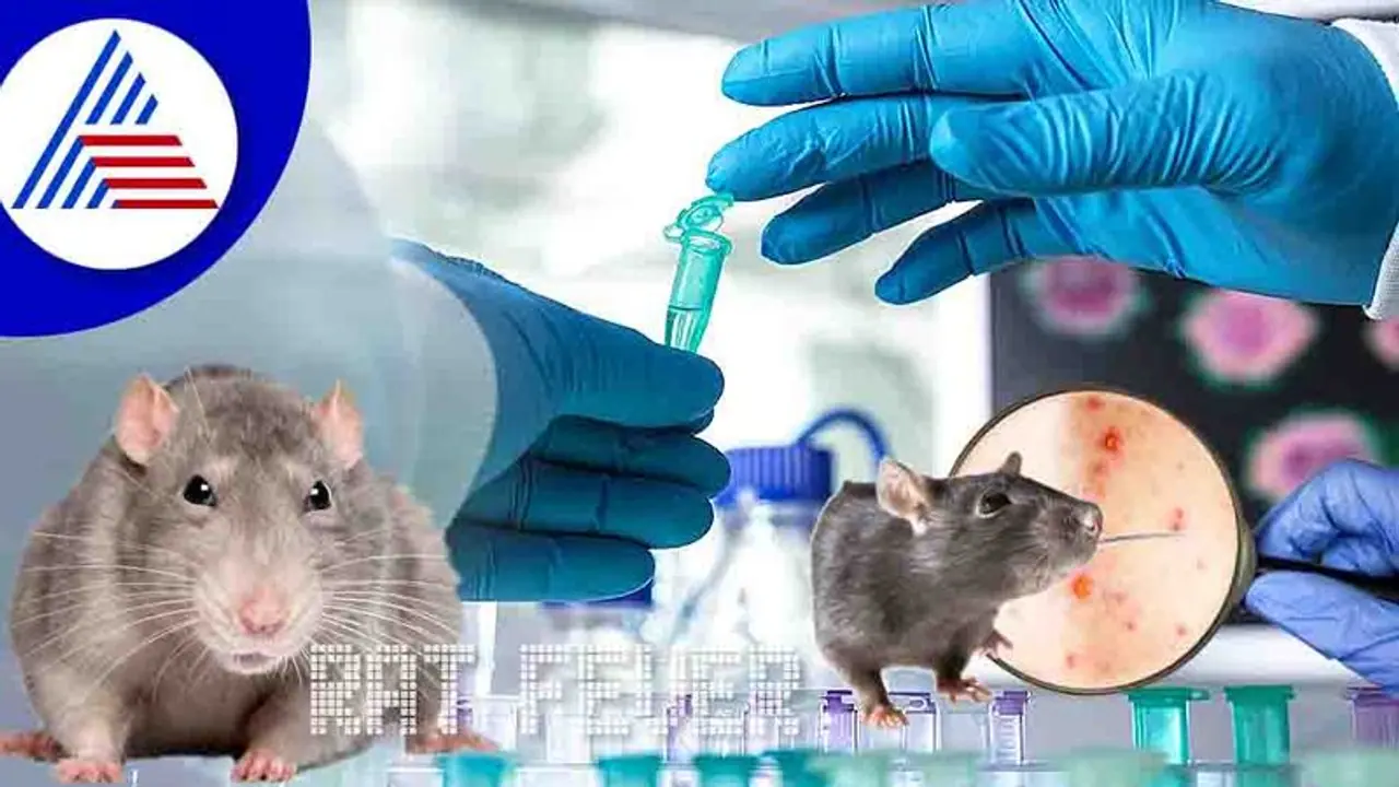 Rat Bite Fever: ಮಾರಣಾಂತಿಕ ಇಲಿ ಜ್ವರದ ಬಗ್ಗೆ ಎಚ್ಚರವಿರಲಿ