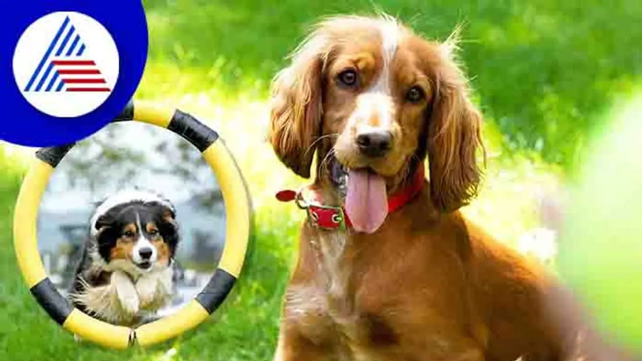 ನಿಮ್ಮ puppyಗೂ ವ್ಯಾಯಾಮ ಬೇಕು, ಇಲ್ಲದಿದ್ದರೆ ಬೊಜ್ಜು ಬರುತ್ತಷ್ಟೇ!