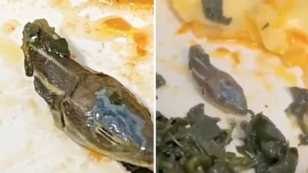 விமானத்தில் வழங்கப்பட்ட உணவில் முழு பாம்பு தலை... அலறி துடித்த பயணிகள்.. விமான நிறுவனம் சொன்ன பதிலை பாருங்க. 