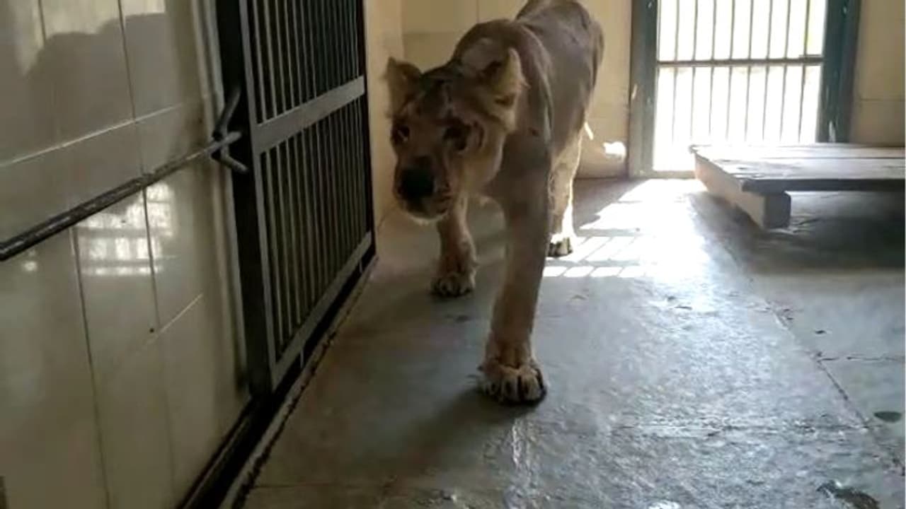 वन विभाग की दृष्टि से ओझल हुई सृष्टिः जयपुर स्थित लॉयन सफारी से शेरनी गायब, खोजने में जुटीं 8 टीम वन विभाग की दृष्टि से ओझल हुई सृष्टिः जयपुर स्थित लॉयन सफारी से शेरनी गायब, खोजने में जुटीं 8 टीम