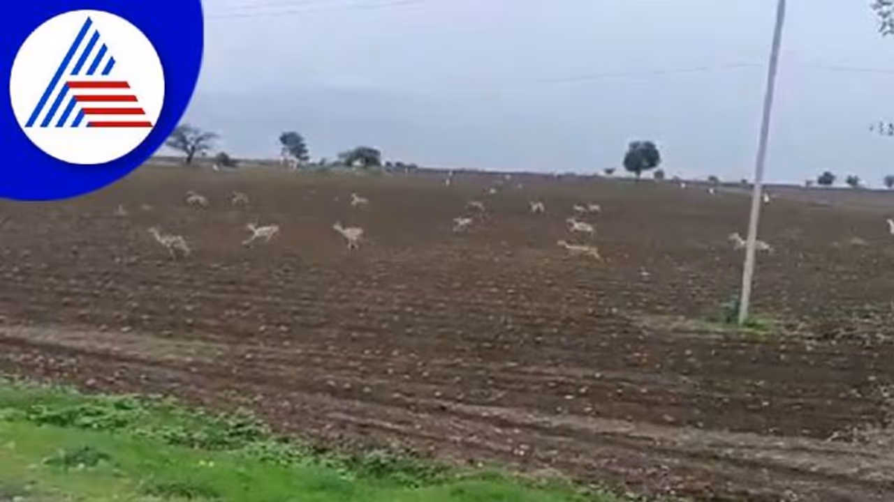 ರಾಯಚೂರು ರೈತರಿಗೆ ಕೃಷ್ಣಮೃಗಗಳ ಕಾಟ: ಕಂಗಾಲಾದ ಅನ್ನದಾತ..! ರಾಯಚೂರು ರೈತರಿಗೆ ಕೃಷ್ಣಮೃಗಗಳ ಕಾಟ: ಕಂಗಾಲಾದ ಅನ್ನದಾತ..!