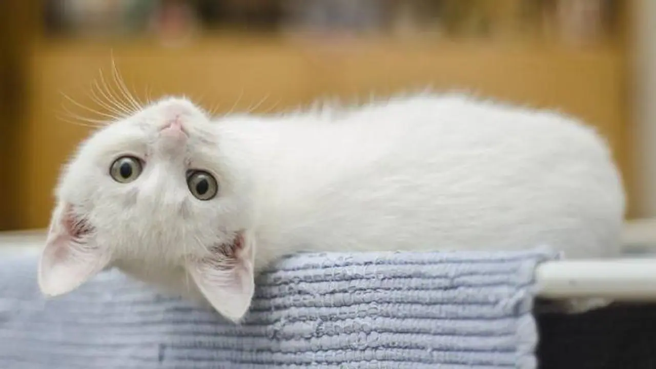 ഉടമയ്ക്ക് യാത്ര ചെയ്യാനായില്ല, ഉടമയില്ലാതെ പൂച്ചകളെ സാൻഫ്രാൻസിസ്കോയിലേക്ക് അയച്ച് വിമാനക്കമ്പനി ഉടമയ്ക്ക് യാത്ര ചെയ്യാനായില്ല, ഉടമയില്ലാതെ പൂച്ചകളെ സാൻഫ്രാൻസിസ്കോയിലേക്ക് അയച്ച് വിമാനക്കമ്പനി