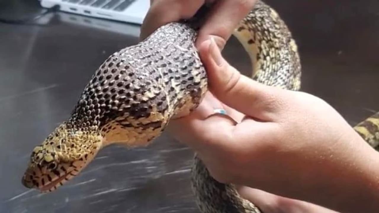 सांप की अजीबो गरीब हालत देख घबरा गए अधिकारी, निगल ली थी ऐसी चीज.. पड़ गए लेने के देने सांप की अजीबो गरीब हालत देख घबरा गए अधिकारी, निगल ली थी ऐसी चीज.. पड़ गए लेने के देने