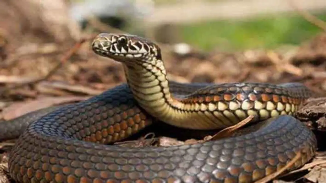 Snake Bite : പാമ്പ് കടിച്ച് മരിച്ച സഹോദരന്‍റെ സംസ്കാരത്തിനെത്തിയ ആളും പാമ്പുകടിയേറ്റ് മരിച്ചു