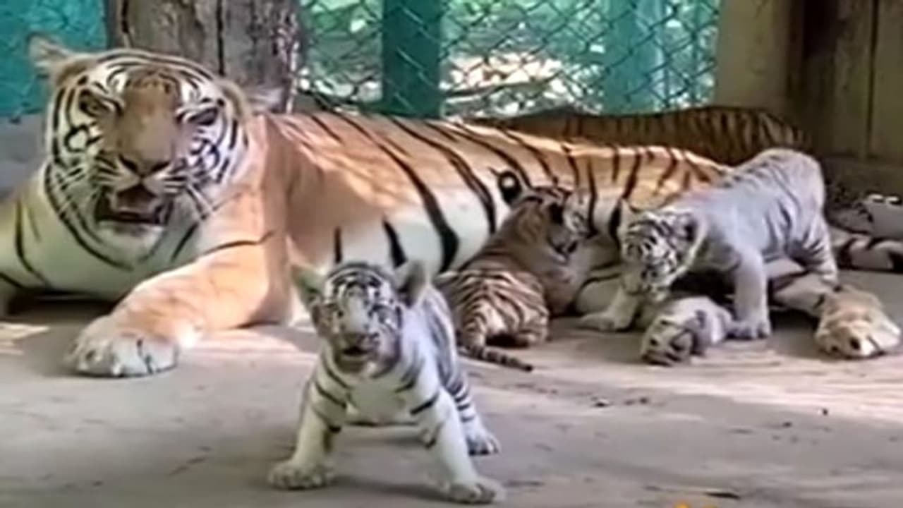 पटना जू में आए चार नन्हें मेहमान, यहां बाघों की संख्या 9 हुई, इंटनेशनल टाईगर डे पर होगा नामकरण