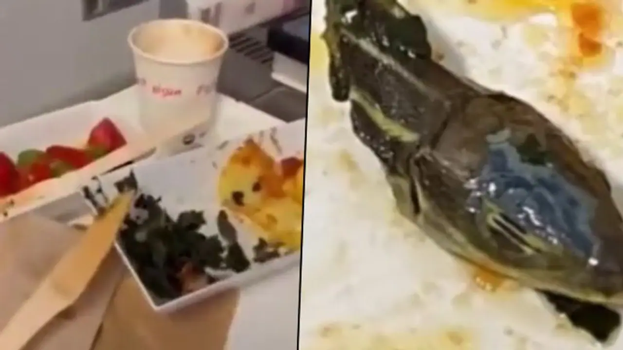 Flight attendant claims snake head discovered in airline meal: here’s what happened next Flight attendant claims snake head discovered in airline meal: here’s what happened next