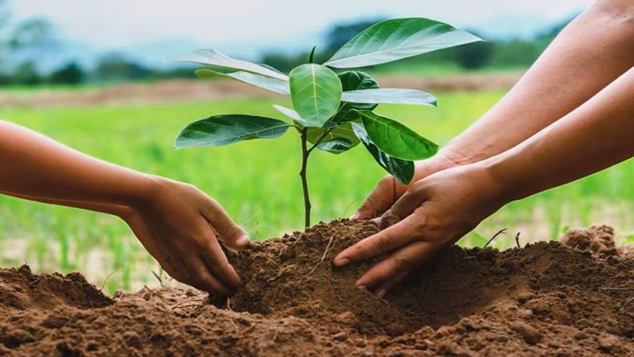 world environment day 2023: ಇಂದು ರಾಶಿಗನುಗುಣವಾಗಿ ಈ ಗಿಡ ನೆಟ್ಟರೆ ಅದೃಷ್ಟದ ದಿನಗಳು ಶುರು..