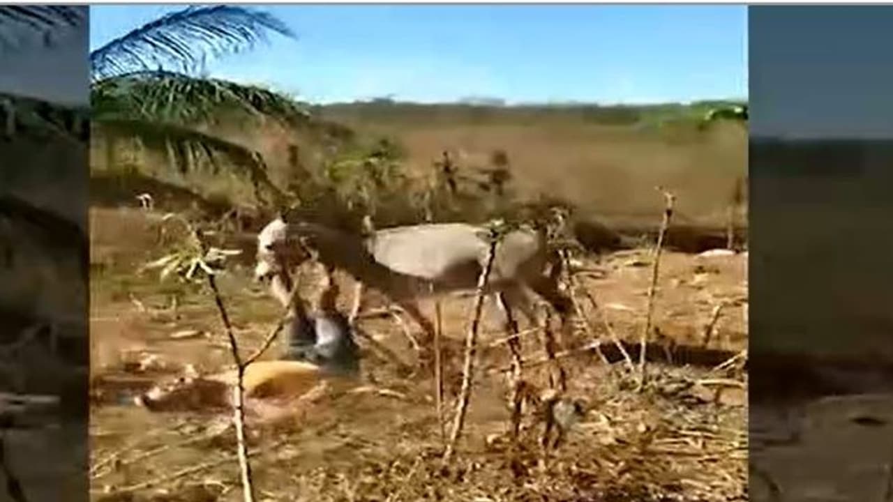 Viral Video: కర్మ ఈజ్ బ్యాక్ అంటే ఇదే.. గాడిదే కదా అని తన్నాడు.. చివరకు..! Viral Video: కర్మ ఈజ్ బ్యాక్ అంటే ఇదే.. గాడిదే కదా అని తన్నాడు.. చివరకు..!