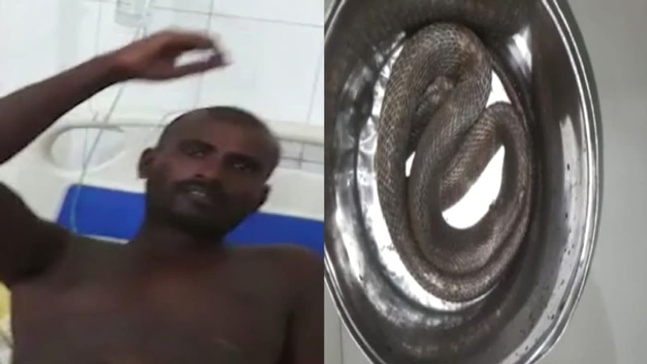 गजब मामलाः काटने वाले सांप को पकड़कर इलाज कराने हॉस्पिटल पहुंचा युवक, वजह हैरान करने वाली गजब मामलाः काटने वाले सांप को पकड़कर इलाज कराने हॉस्पिटल पहुंचा युवक, वजह हैरान करने वाली