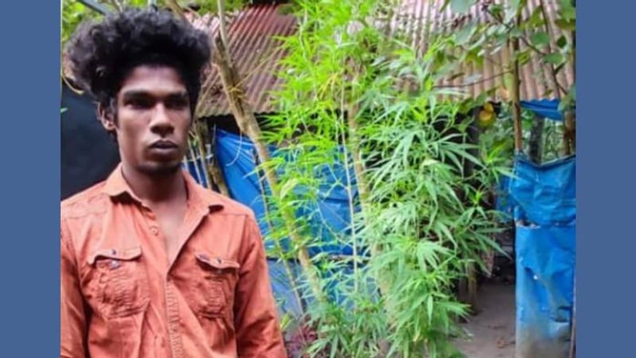 ബാത്ത്‍റൂമിന് മുകളിൽ ഗ്രോബാഗിൽ കഞ്ചാവ് ചെടികൾ, യുവാവിനെ കൈയ്യോടെ പൊക്കി എക്സൈസ്