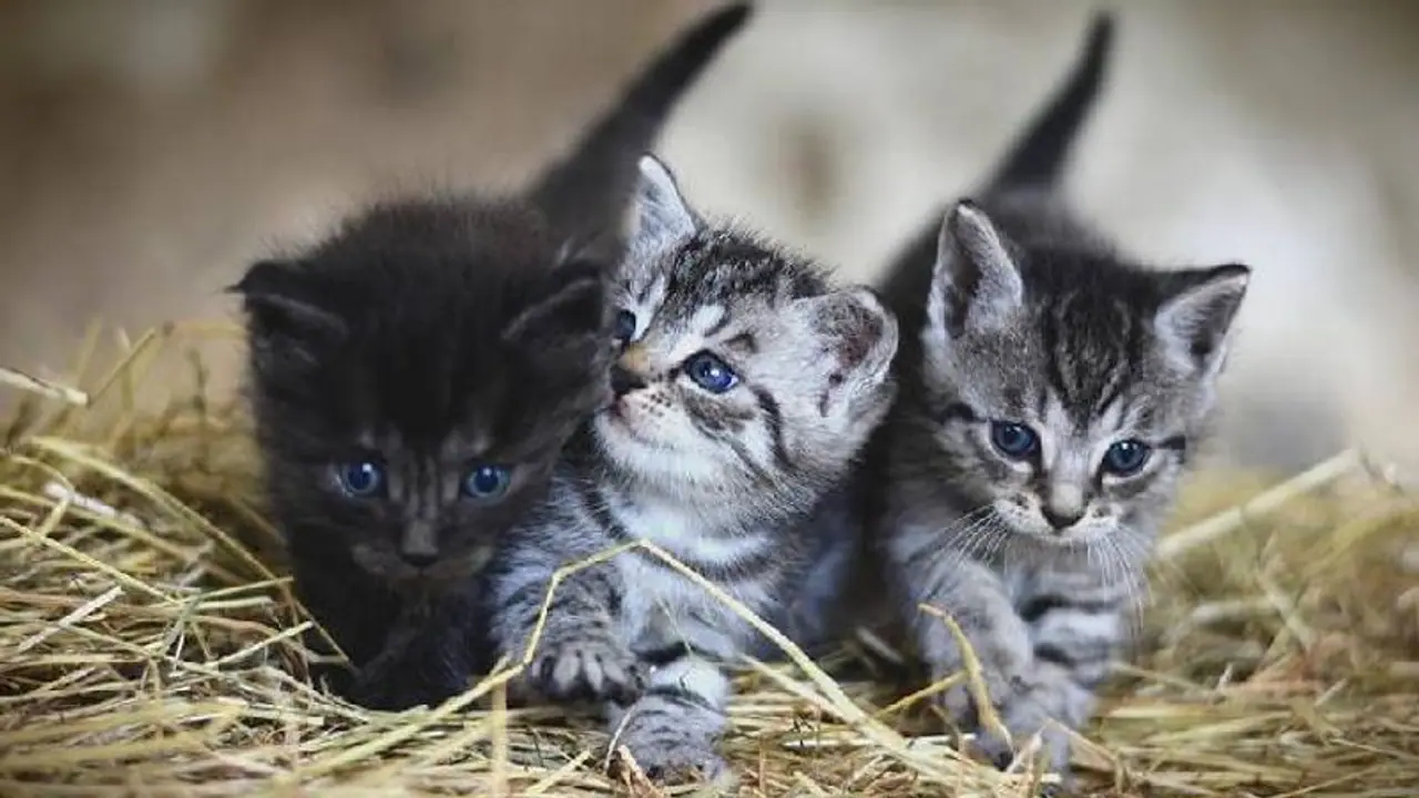 পালিত হচ্ছে আন্তর্জাতিক বিড়াল দিবস, এক ঝলকে দেখে নিন দিনটির মাহাত্ম্য পালিত হচ্ছে আন্তর্জাতিক বিড়াল দিবস, এক ঝলকে দেখে নিন দিনটির মাহাত্ম্য