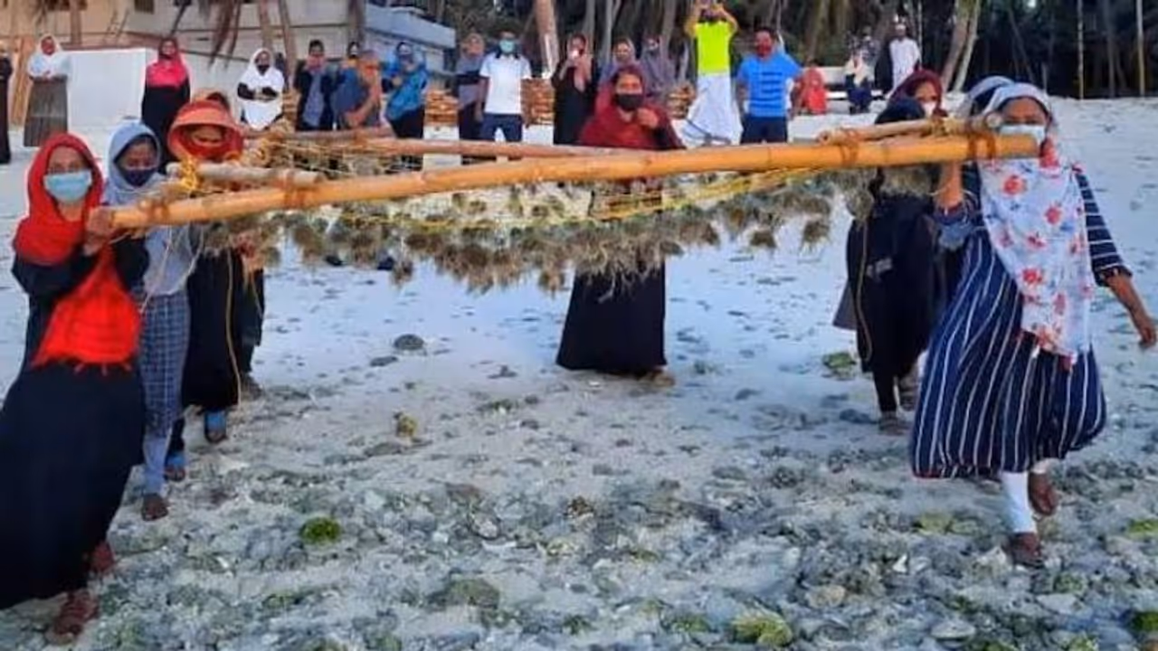 കഴിഞ്ഞ വർഷത്തെ ഇന്ത്യയുടെ കടൽപായൽ ഉൽപാദനം 34000 ടൺ കഴിഞ്ഞ വർഷത്തെ ഇന്ത്യയുടെ കടൽപായൽ ഉൽപാദനം 34000 ടൺ