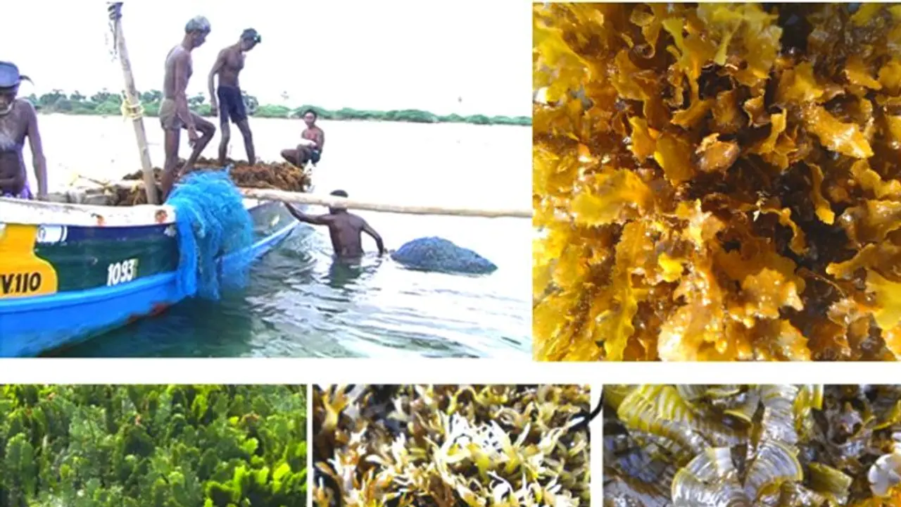 ഇന്ത്യയുടെ കടൽപായൽ ഉൽപാദനം 34000 ടൺ, വികസന സാധ്യതകൾ മുന്നോട്ട് വെച്ച് സിഎംഎഫ്ആർഐ ഇന്ത്യയുടെ കടൽപായൽ ഉൽപാദനം 34000 ടൺ, വികസന സാധ്യതകൾ മുന്നോട്ട് വെച്ച് സിഎംഎഫ്ആർഐ