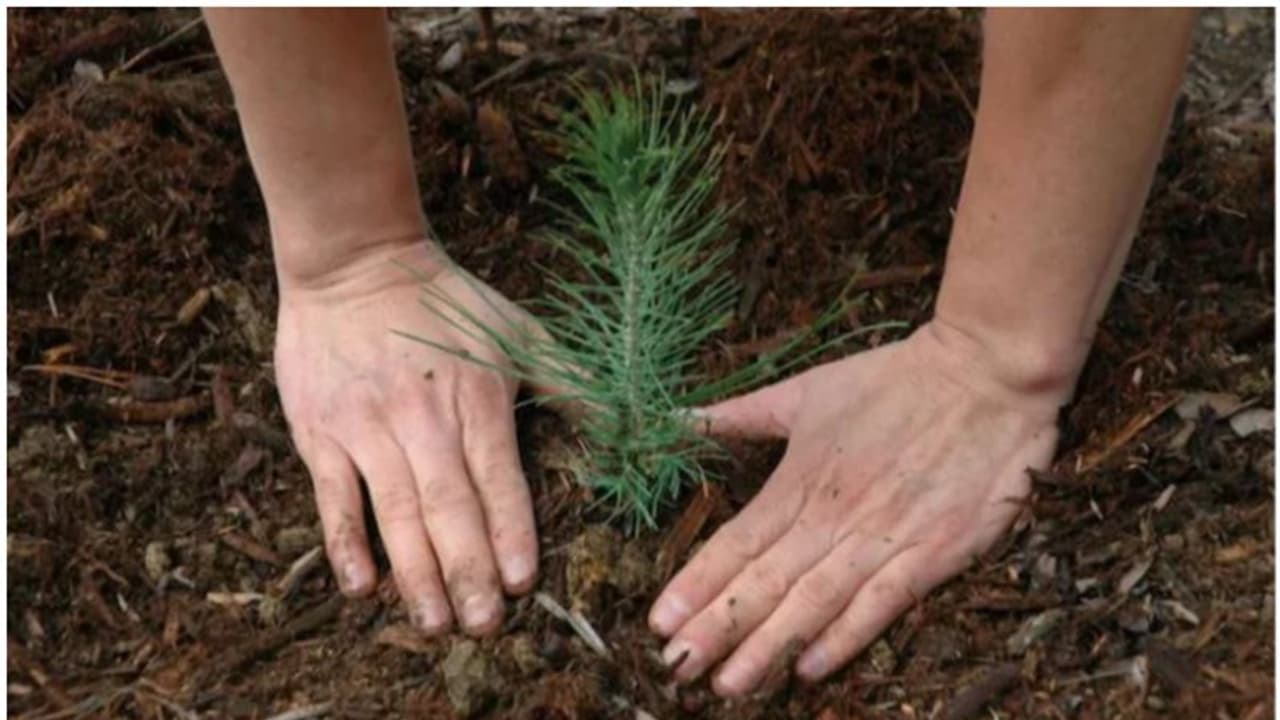 ആർത്തവമുള്ളവർ വൃക്ഷത്തൈ നടരുത്; വളരില്ല, ഉണങ്ങിപ്പോകുമെന്ന് വിദ്യാർത്ഥിനികളോട് അധ്യാപകൻ; വിവാദം, അന്വേഷണം ആർത്തവമുള്ളവർ വൃക്ഷത്തൈ നടരുത്; വളരില്ല, ഉണങ്ങിപ്പോകുമെന്ന് വിദ്യാർത്ഥിനികളോട് അധ്യാപകൻ; വിവാദം, അന്വേഷണം