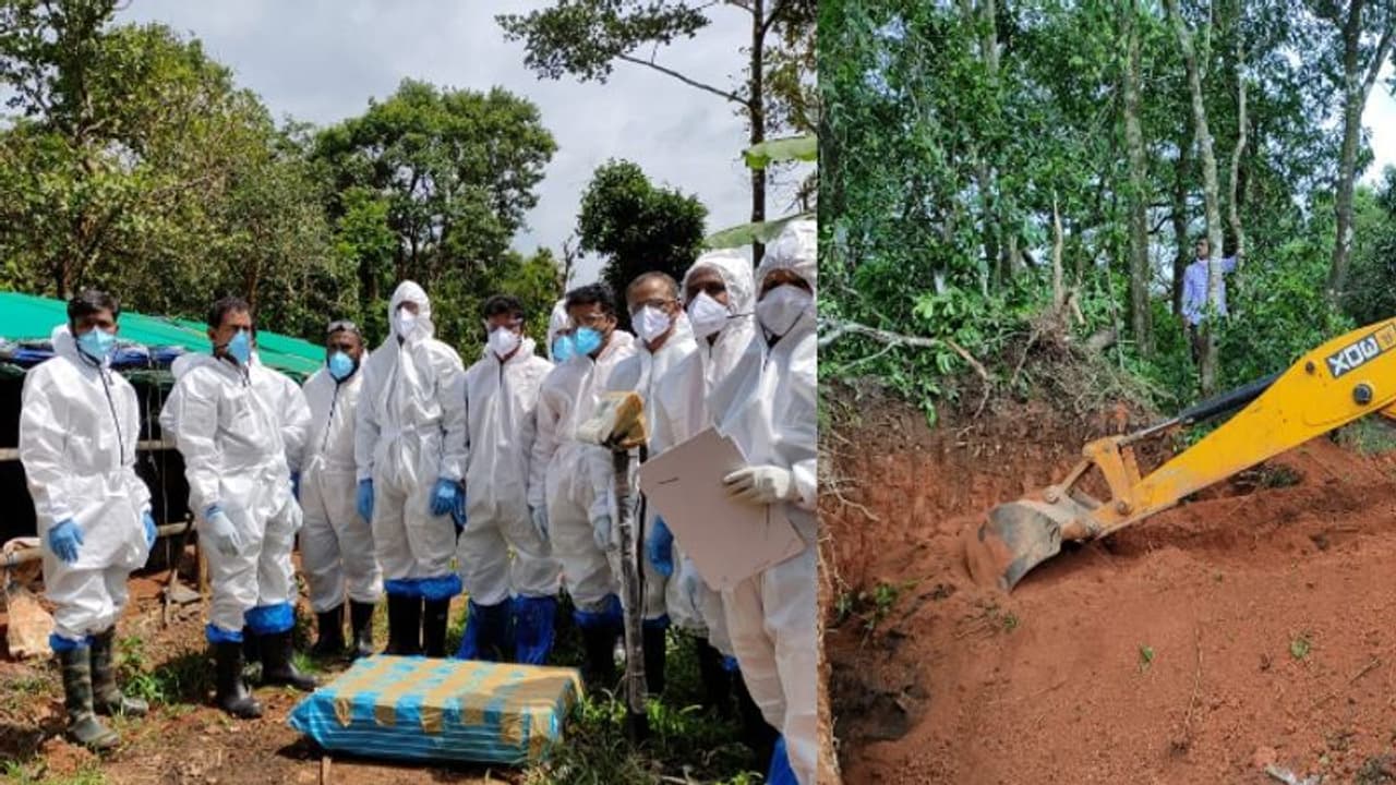 ആഫ്രിക്കന്‍ പന്നിപ്പനി: വയനാട്ടില്‍ ഇതുവരെ കൊന്നൊടുക്കിയത് നാനൂറിലധികം പന്നികളെ