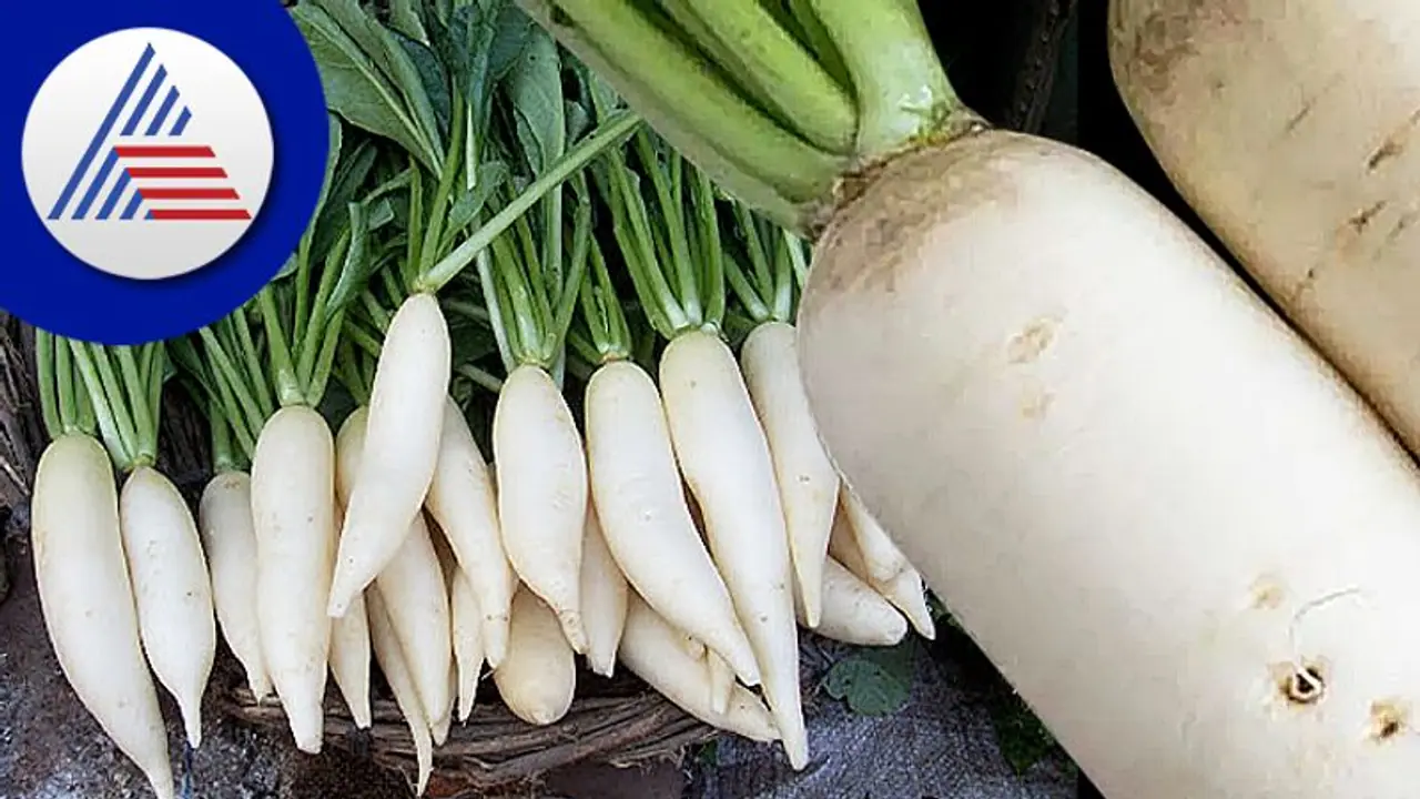 ಮೂಲಂಗಿ ತಿಂದ್ರೆ ಒಂದೆರಡಲ್ಲ, ಸುಮಾರು ರೋಗಕ್ಕೆ ಮದ್ದಾಗುತ್ತೆ!