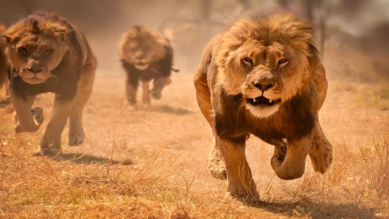 गजब है पाकिस्तानः भैंसोंं से भी कम दाम पर बेचे जा रहे खतरनाक शेर, वजह आपको हैरान कर देगी