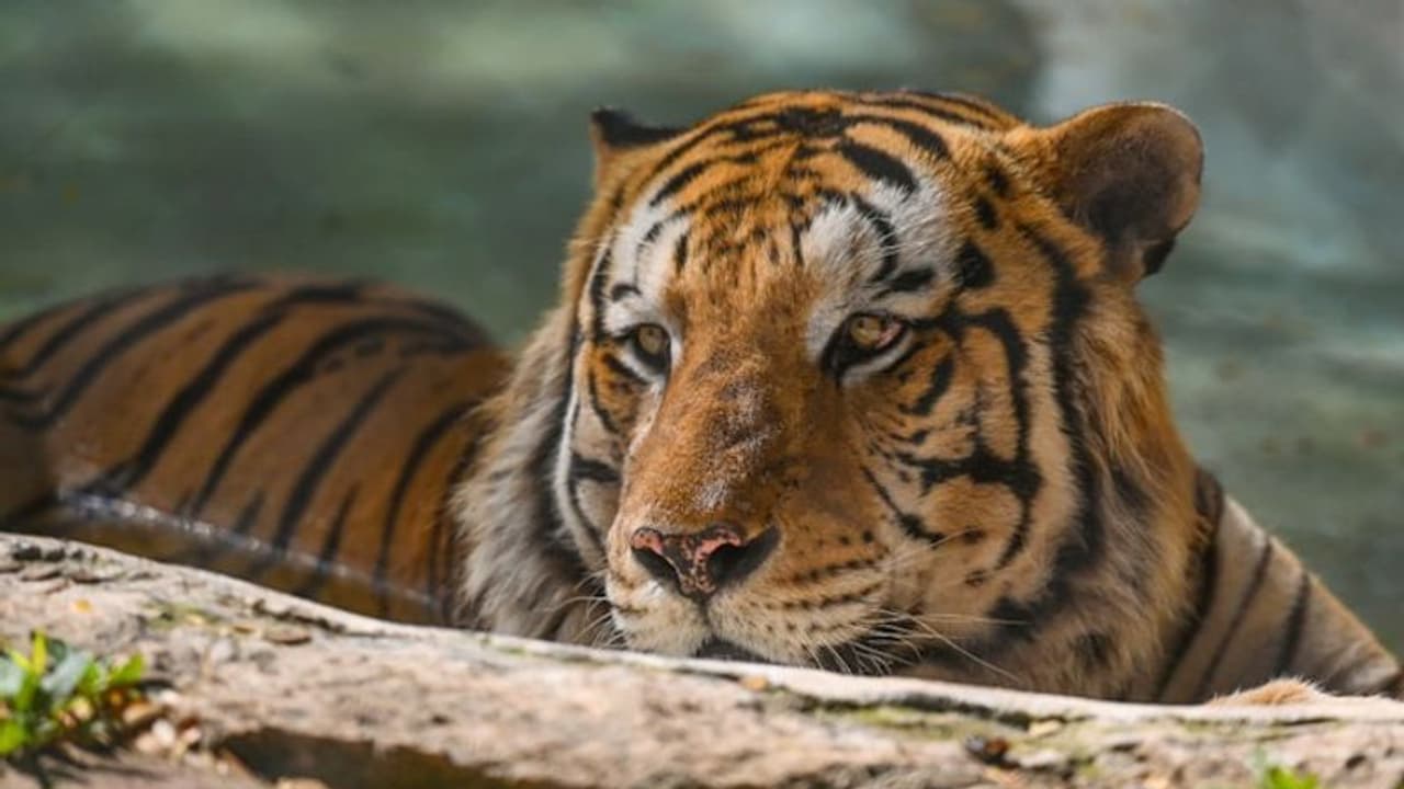 വയനാട് വീണ്ടും കടുവയിറങ്ങി; ആവയലും കൊളഗപ്പാറയിലുമായി ആക്രമണം, ഏഴ് ആടുകളെ കൊന്നു 