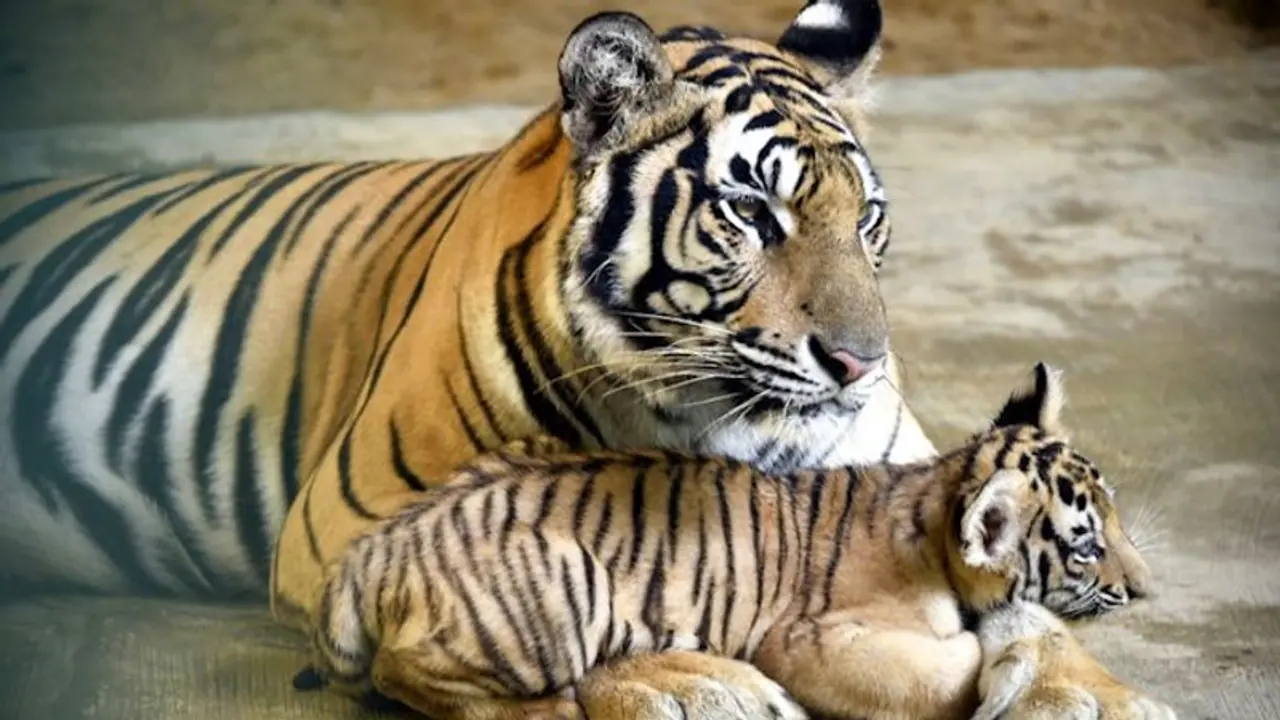 ಹುಲಿ ಸಂಖ್ಯೆಯಲ್ಲಿ ಮತ್ತೆ ಕರ್ನಾಟಕಕ್ಕೆ ನಂ.1 ಪಟ್ಟ? ಹುಲಿ ಸಂಖ್ಯೆಯಲ್ಲಿ ಮತ್ತೆ ಕರ್ನಾಟಕಕ್ಕೆ ನಂ.1 ಪಟ್ಟ?